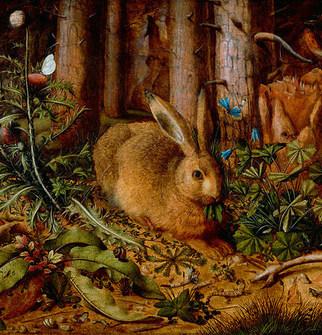 Hare in the Forest