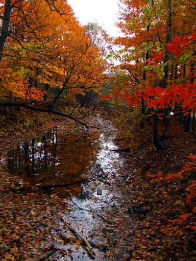 Forest at Autumn with Water